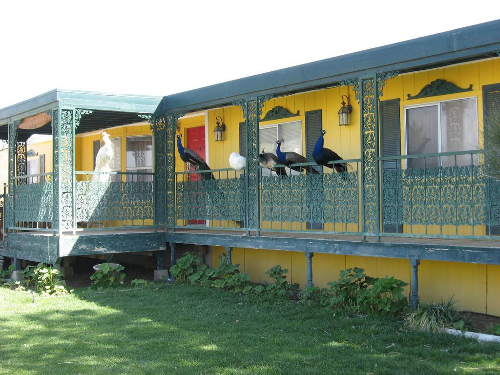 Shady Lady Bed And Breakfast Scottys Junction Eksteriør billede